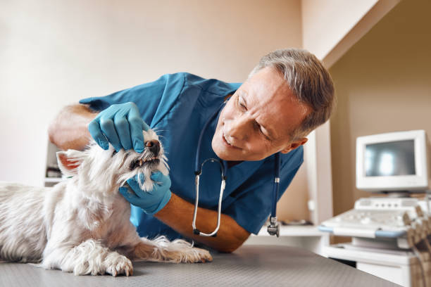  Franklin Park, FL Emergency Dentist Pros